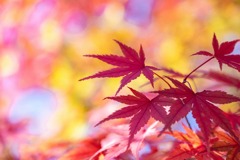 軽井沢の秋（17）