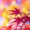 軽井沢の秋（17）
