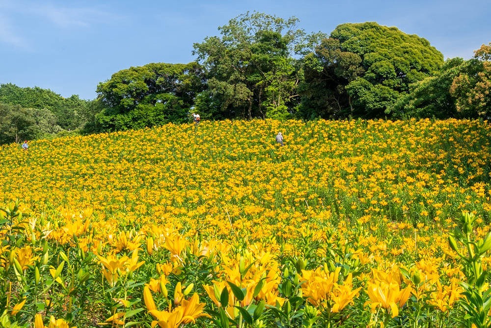 夏到来（４）