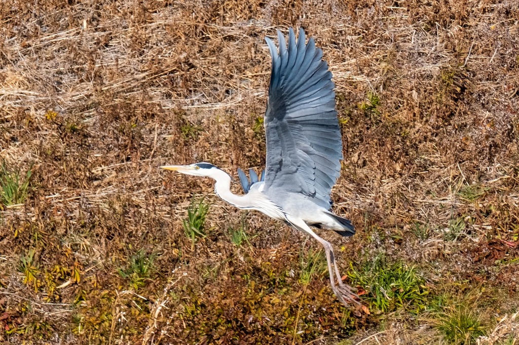 アオサギ（３）