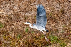 アオサギ（３）