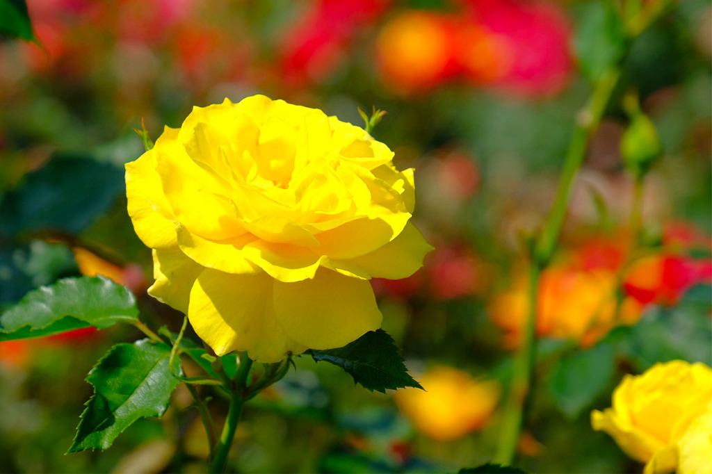 島田バラの丘公園（11）