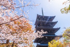 京都の春（26）