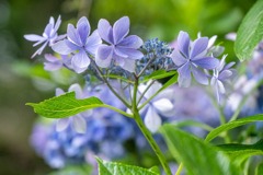 紫陽花（２）