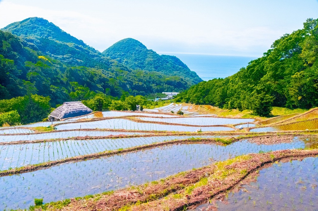 石部の棚田（３）