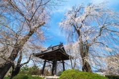 安養寺の桜（１）