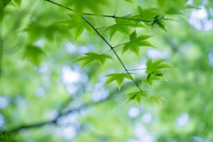 新緑の季節（１）