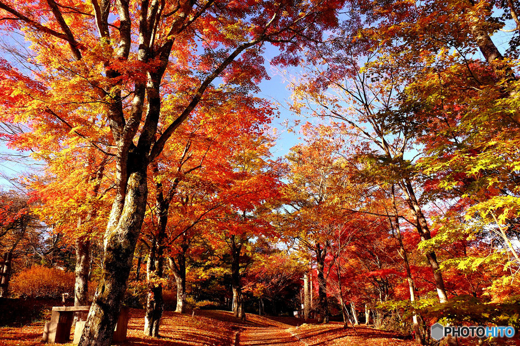 山中湖の紅葉６