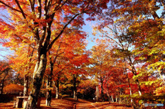 山中湖の紅葉６