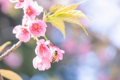 春の桜が池（７）