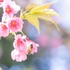 春の桜が池（７）