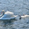 白鳥の親子（３）