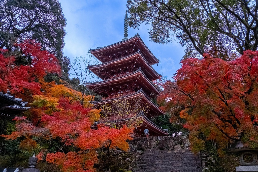 12月の高知（15）