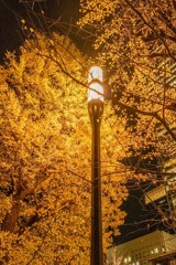 2020年年末の東京（７）