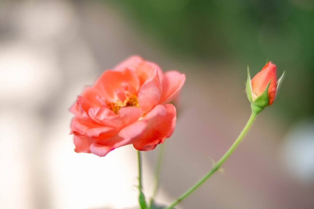 バラの丘公園（１）