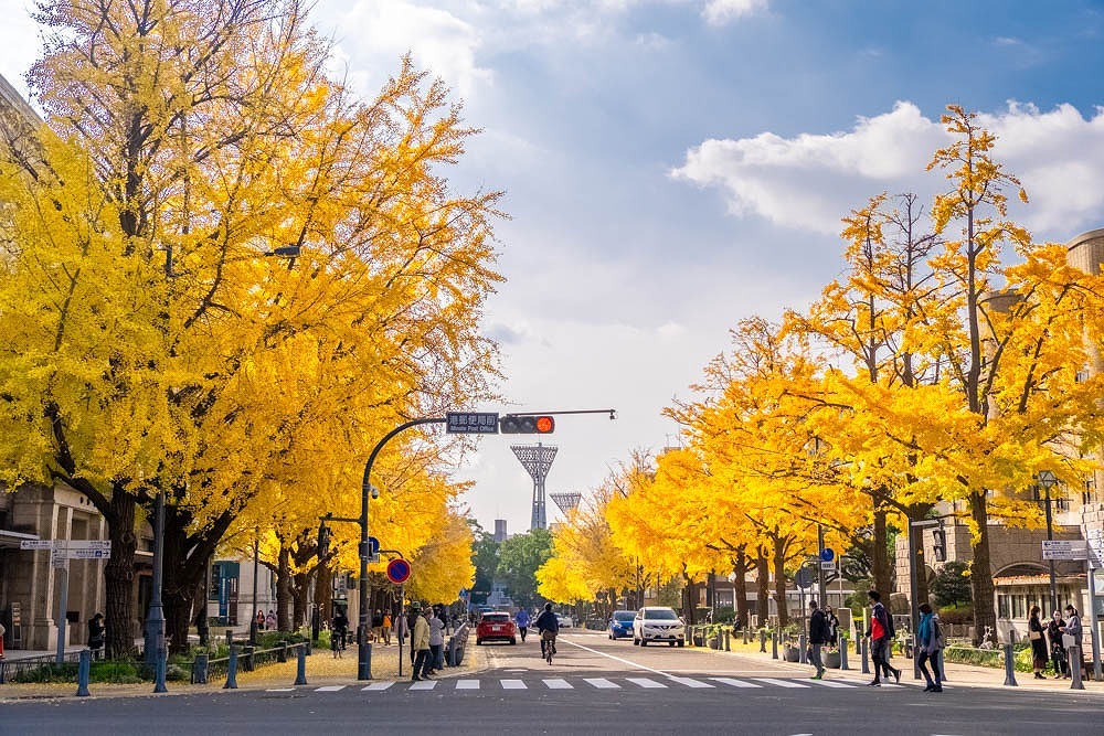 秋の日本大通り（１）