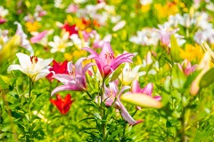 可睡ユリの園（５）