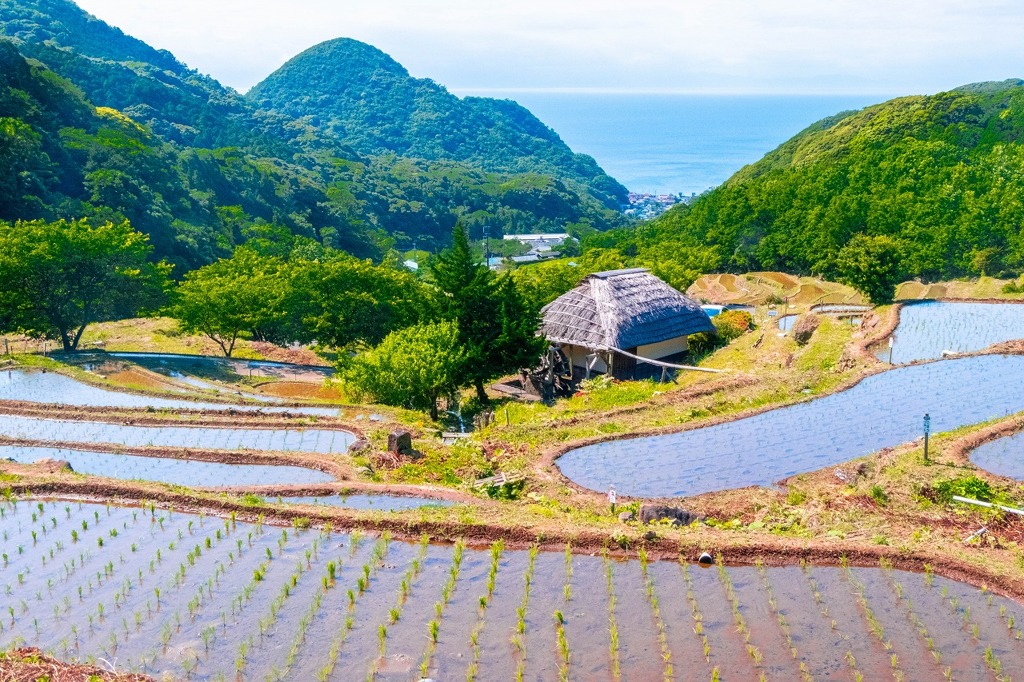 石部の棚田（５）