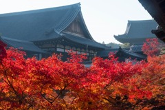 秋の京都（７）