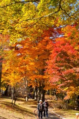 山中湖の紅葉（９）