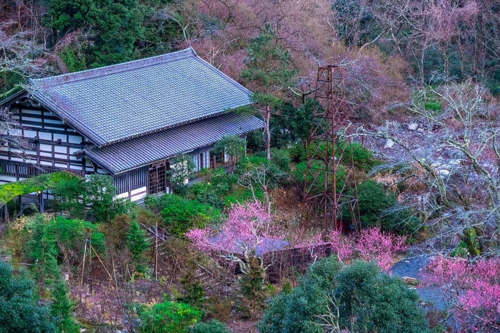 箱根の春（１）
