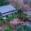箱根の春（１）
