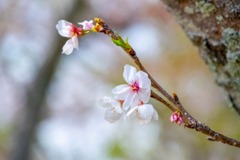 蓮華寺池公園（４）