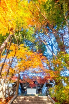 谷厳寺の紅葉（2）