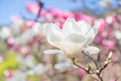 十輪寺（６）