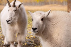 カナダの動物たち（９）