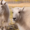 カナダの動物たち（９）