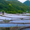 棚田の夜明け（５）
