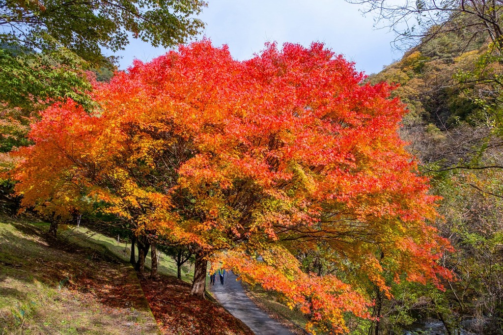もみじ湖の紅葉（６）