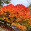 もみじ湖の紅葉（６）