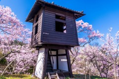 高遠の春（２）