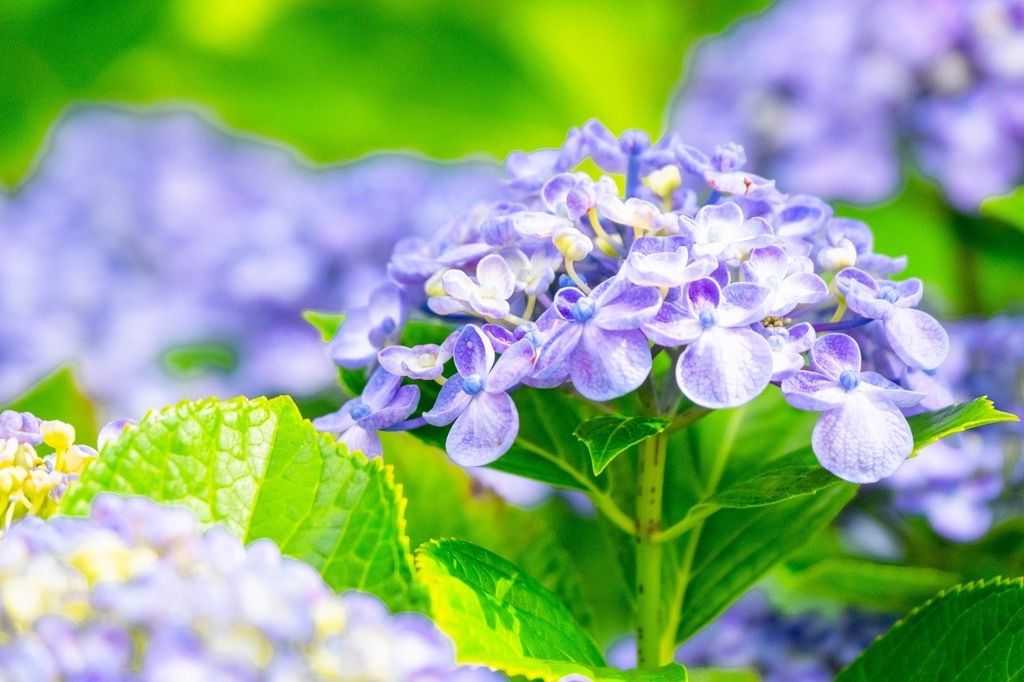 紫陽花の下田公園（７）