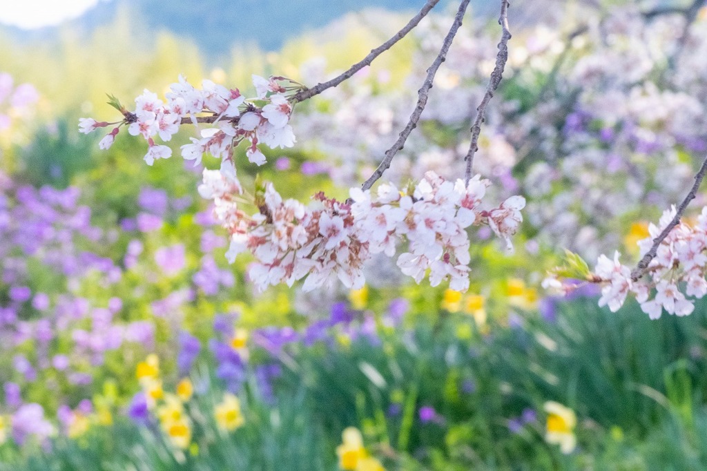 ワニ塚の桜（４）
