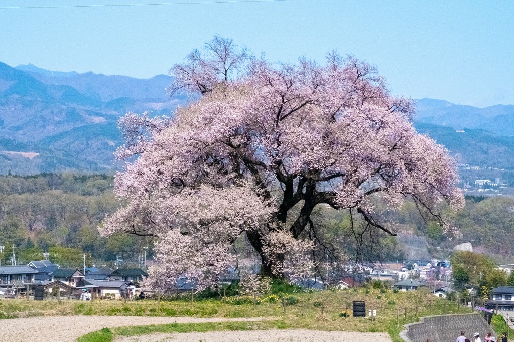 ワニ塚の桜（１）