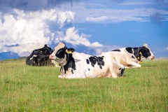 美ヶ原の夜明け（12）