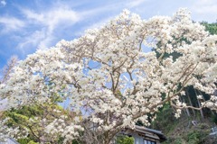 十輪寺（４）