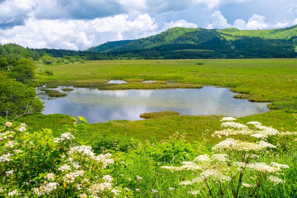 八島ヶ原湿原（１）