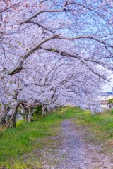 小川の桜（８）