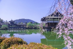 京都の春（25）