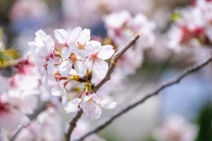 蓮華寺池公園（５）