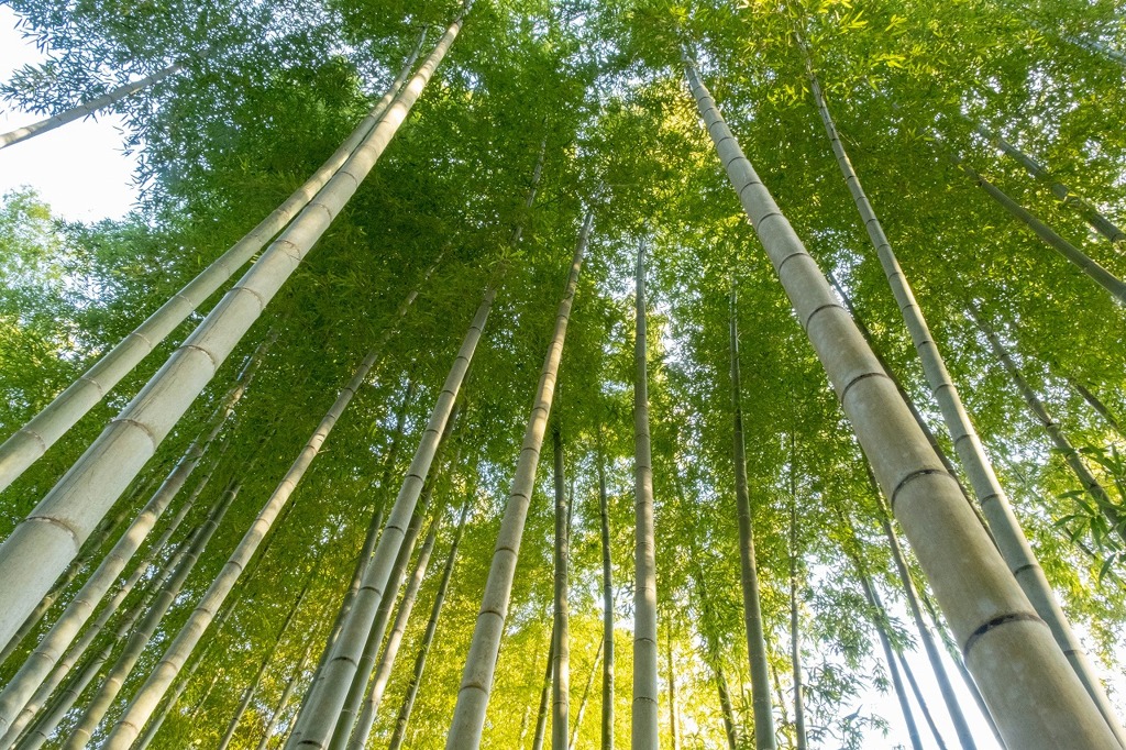 修善寺（２）