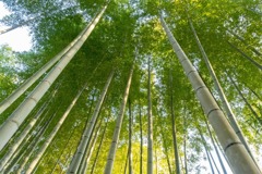 修善寺（２）