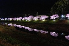 夜桜（２）