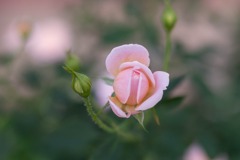 バラの丘公園（４）