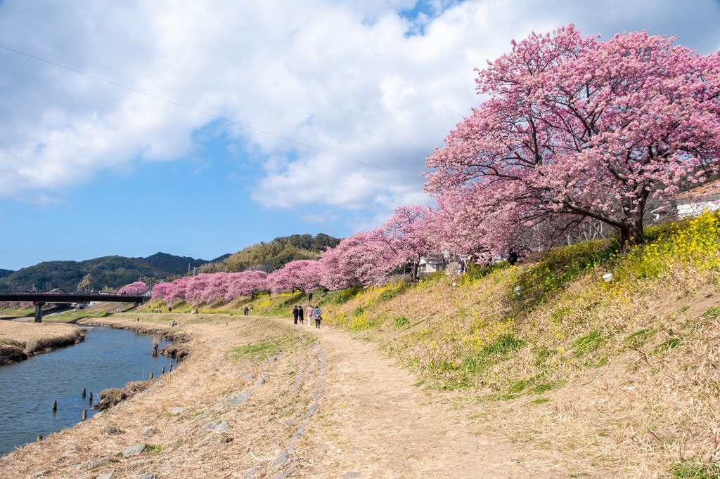 南伊豆桜まつり（２）
