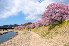 南伊豆桜まつり（２）